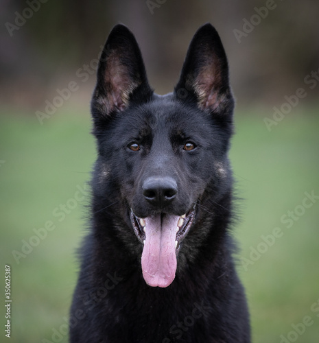 black German shepherd dog working line head portrait shot © TheDoberNut
