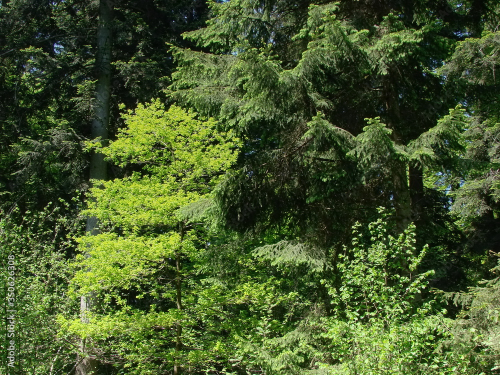 spring forest in the morning