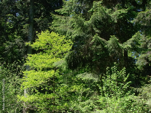 spring forest in the morning
