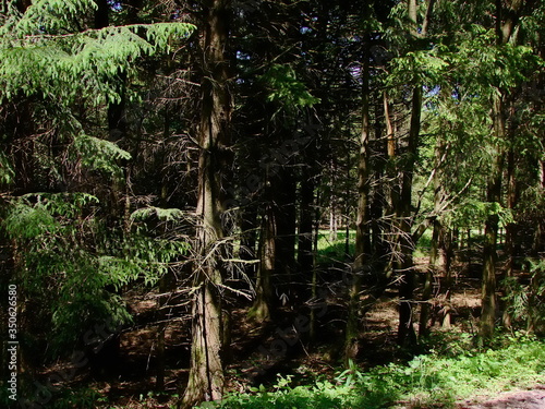 spring forest in the morning