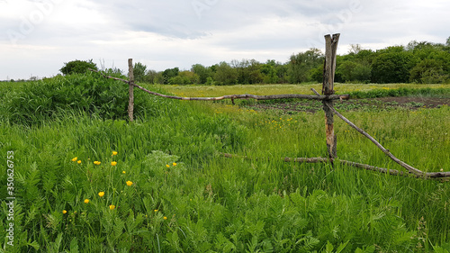 Wildflowers on a sunny day