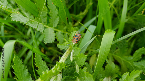 Insect on the grass on a sunny day