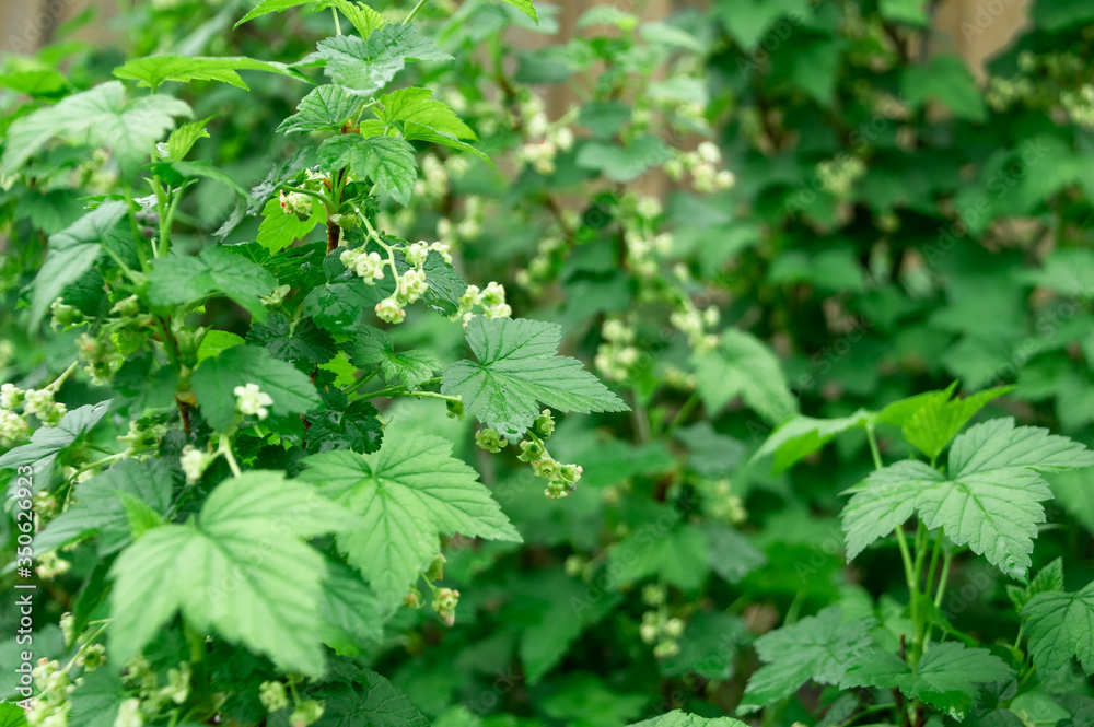 A bush of red (black) currant with fresh fresh green leaves and branches with flowers in the garden in early spring A bush of red (black) currant with fresh fresh green leaves and branches with flowers in the garden in early spring