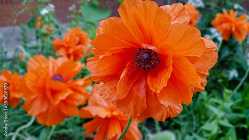 Red poppy on a sunny day