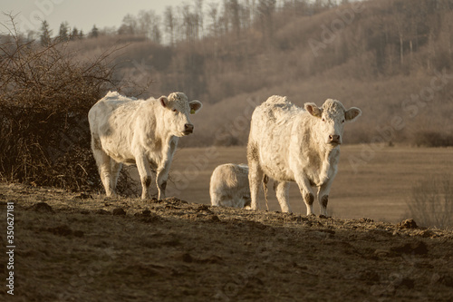 Two white cows (Bos Taurus) are grazing on a meadow, Group of cattle on large pasture. Free range farming. Cows in field, Europe