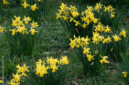 Yellow Narcissus on a green grass background-decoration of spring parks and squares. Daffodil is symbol of Wales UK photo