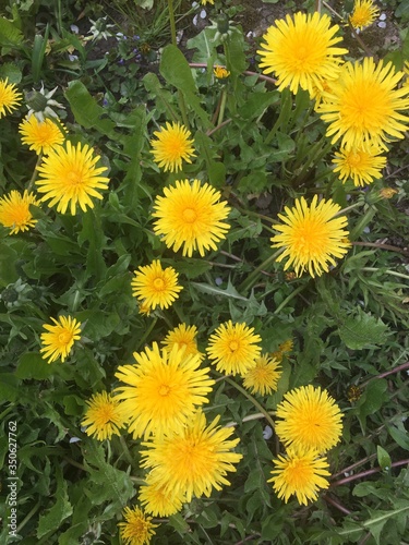 yellow dandelions close up in the grass