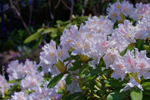 rhododendron flower in the garden photo