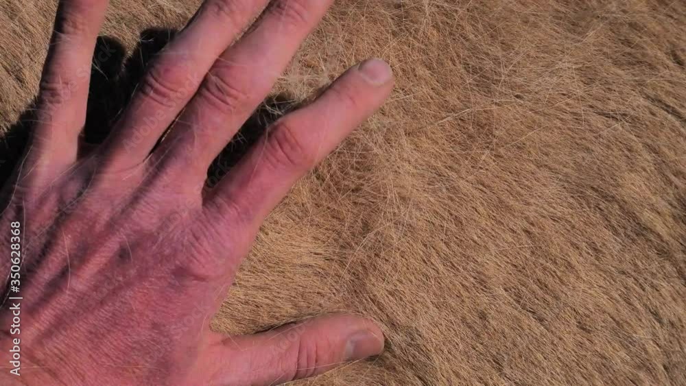 Farmers hand brushing side and back of red white winter fur of horse. Long fibers appear between fingers and blowing wind take them away