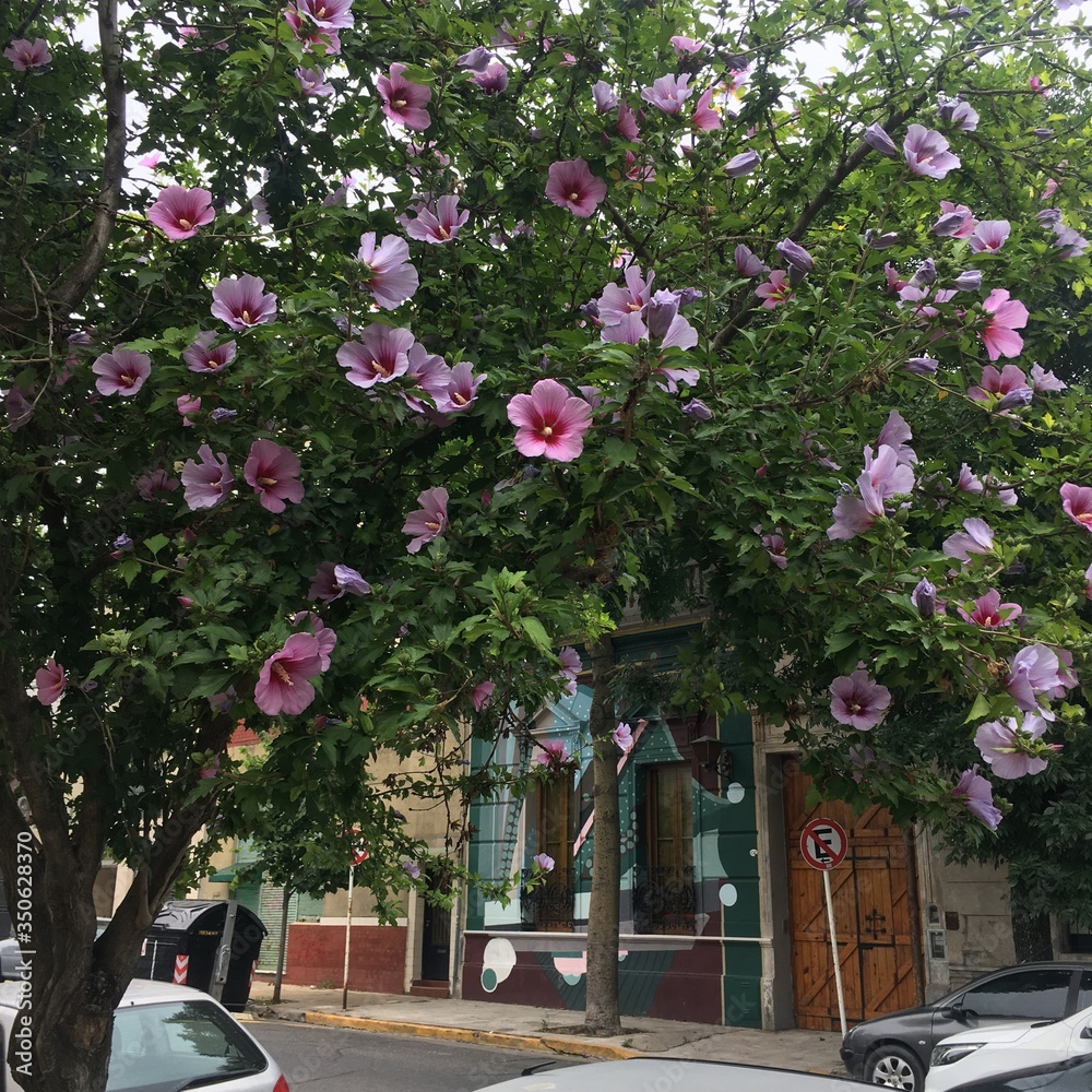 flowers in the street