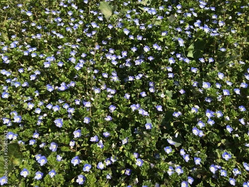 un gruppo di colorate nemophile menziesii alias baby blue eyes fotografate in un giardino a primavera photo
