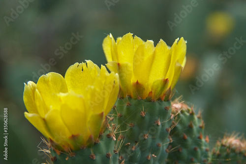 Cactus flowers