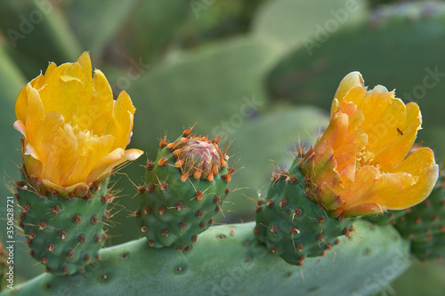 Cactus flowers