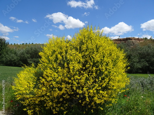 Fototapeta Naklejka Na Ścianę i Meble -  Common broom or Scotch broom plentiful of yellow flowers. Name of the plant: Cytisus scoparius. Guadalajara. Spain.