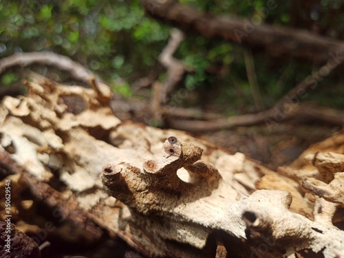 old stump in the forest