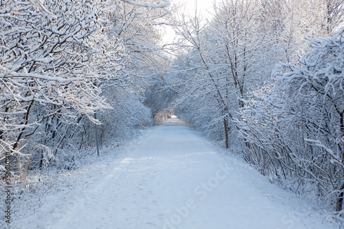 Snow covered trees along trail © KruegerWright