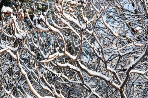 Snow covered trees © KruegerWright