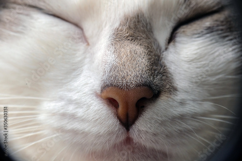 Close up nose cat. macro