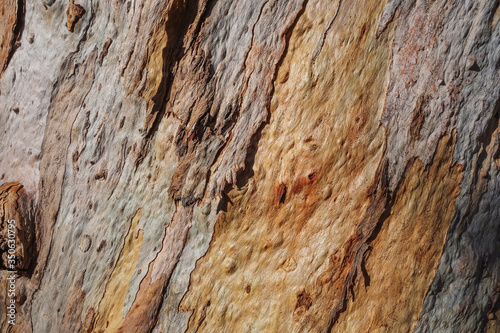 Texture of bark of an old eucalyptus tree