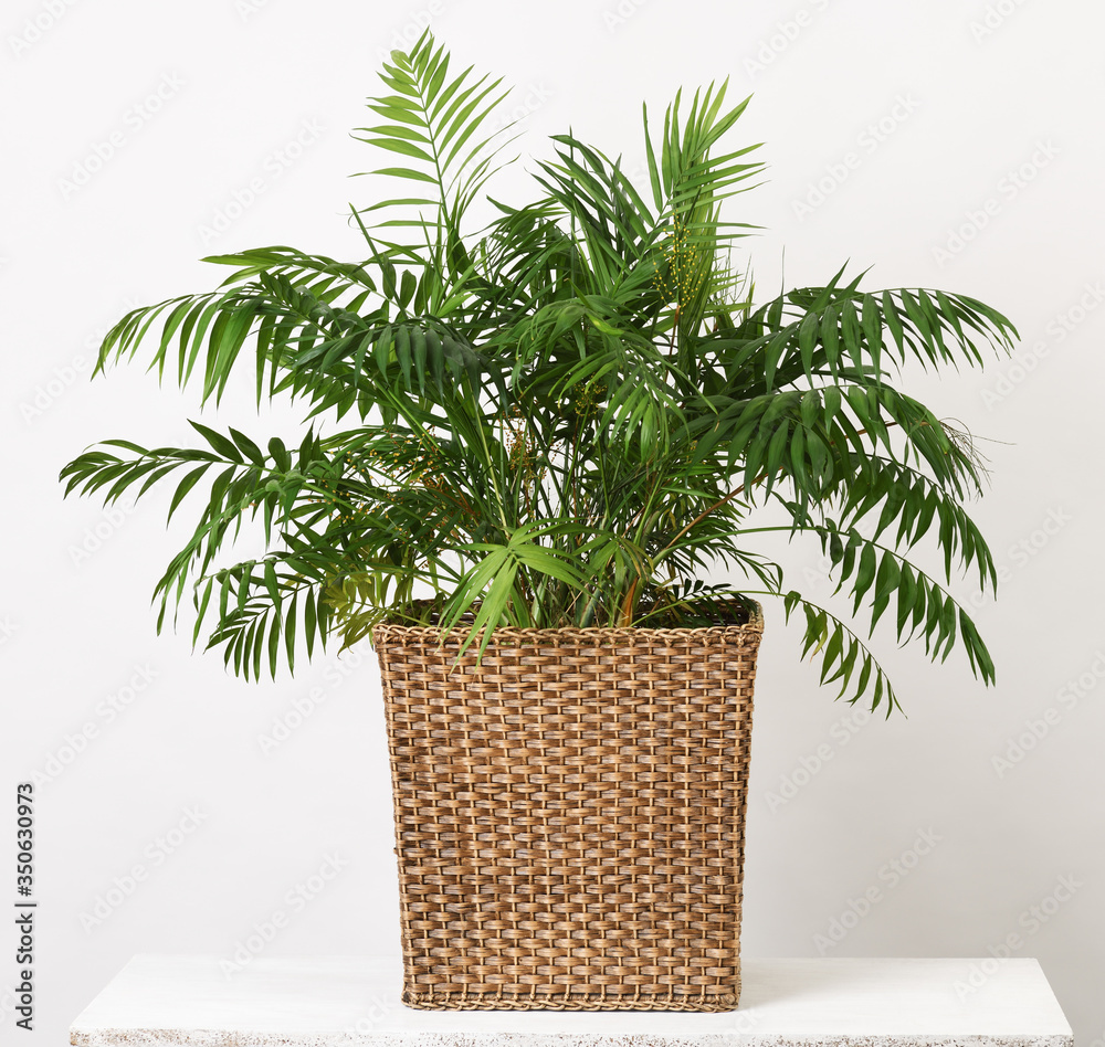 Fototapeta premium Beautiful houseplant palm