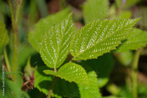 green leaves in the forest