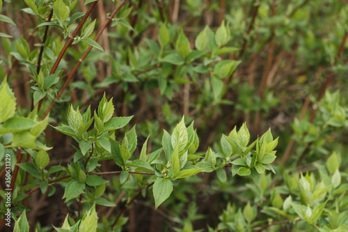 Wallpaper Mural Tree with the first green leaves in the forest Torontodigital.ca