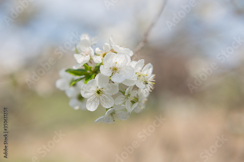 cherry blossom . background texture with selective focus