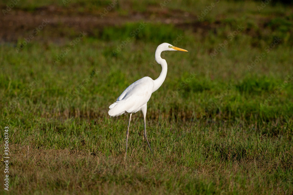 Great Egret in its natural habitat (Ardea alba) Great Egret in its natural habitat (Ardea alba)