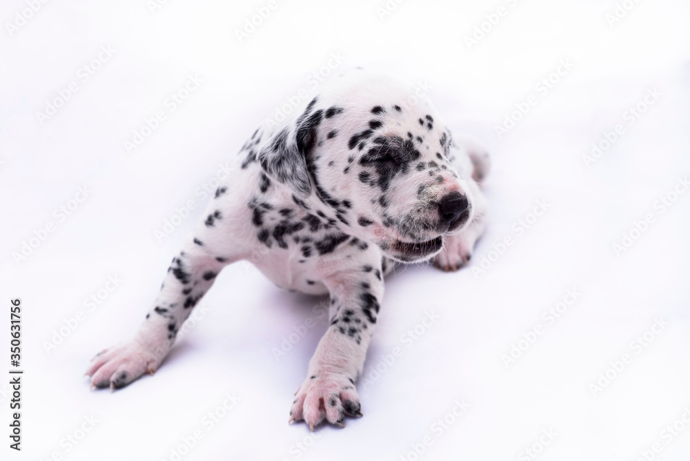 Dalmatian breed puppy dog on white background. Precious animal.