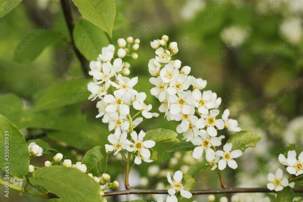 Tree with beautiful white flowers in the garden Tree with beautiful white flowers in the garden