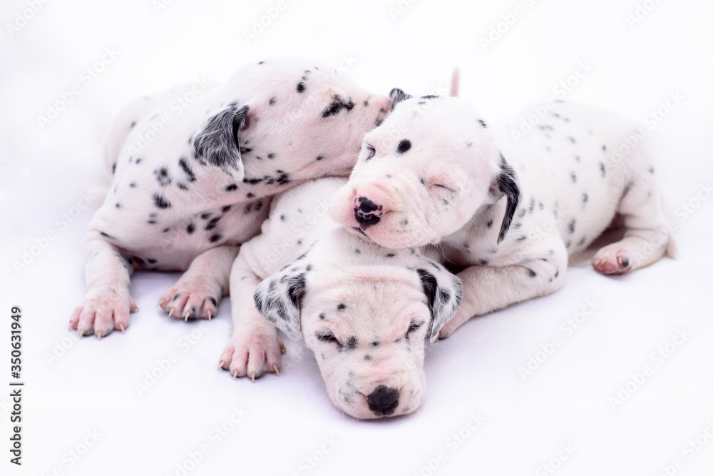 Three puppy dogs of the Dalmata breed on white background. Precious animals.