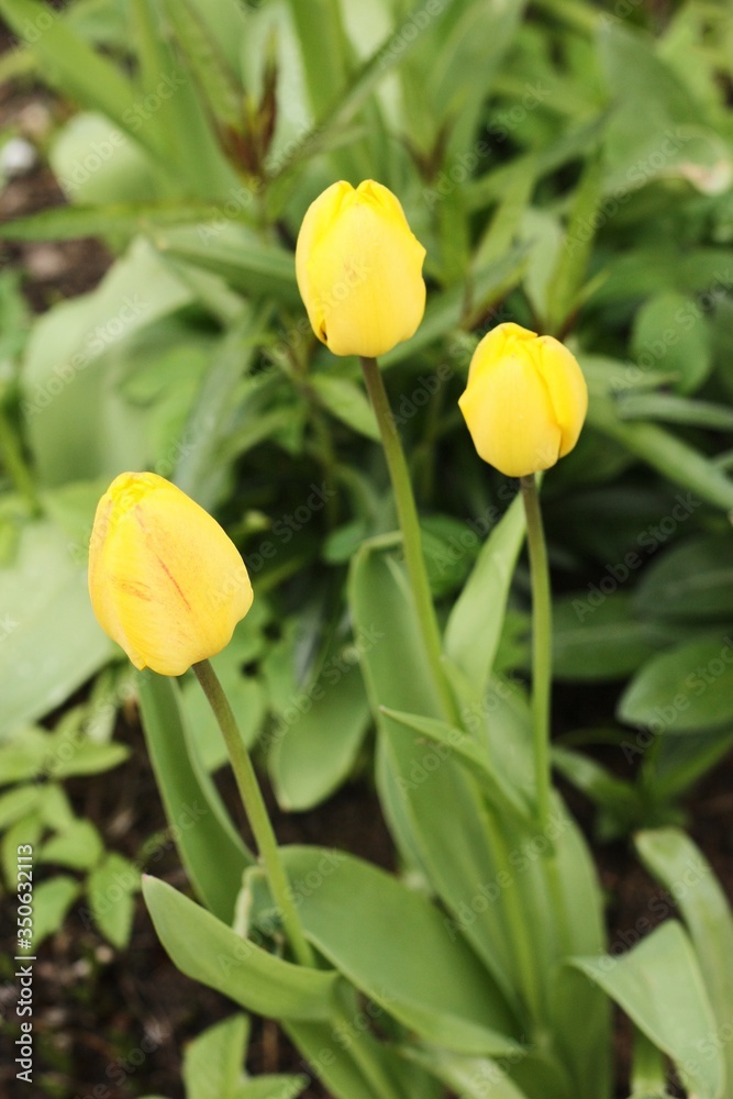 Beautiful yellow Tulips in the summer garden Beautiful yellow Tulips in the summer garden