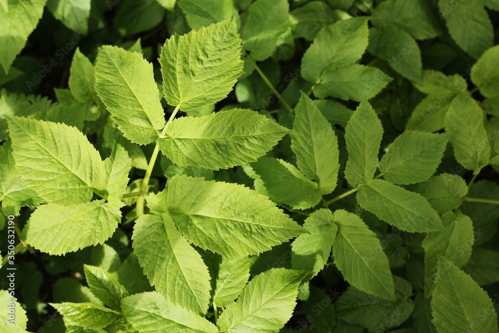 Beautiful green plant in the garden view Beautiful green plant in the garden view