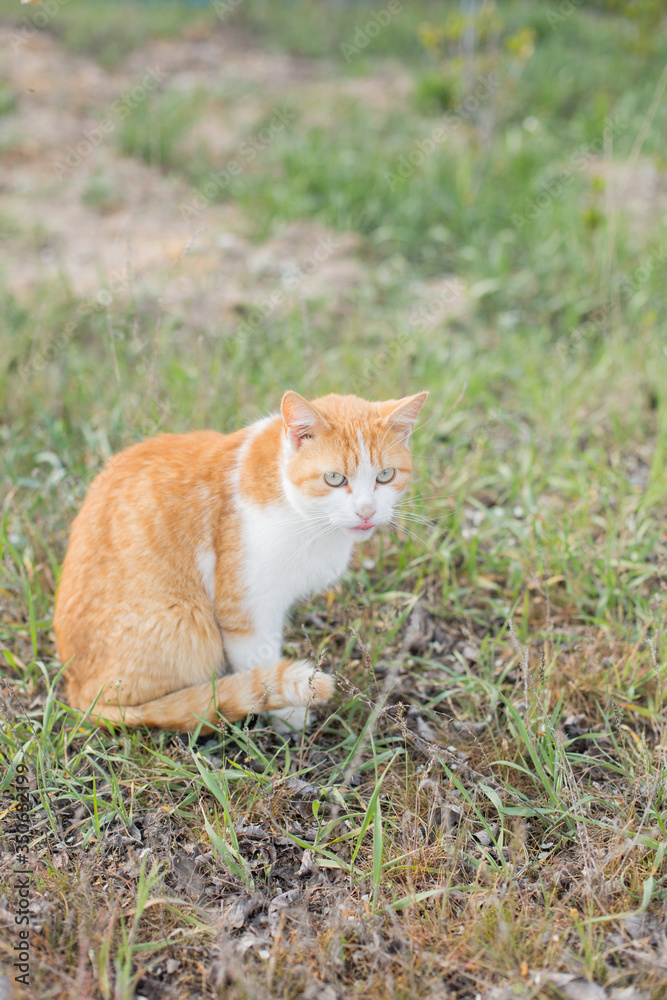 red cat with green eyes in the grass