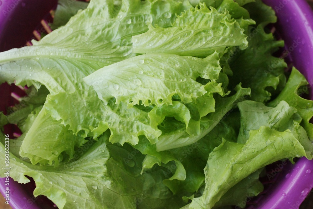 Fresh green lettuce leaves close up view Fresh green lettuce leaves close up view