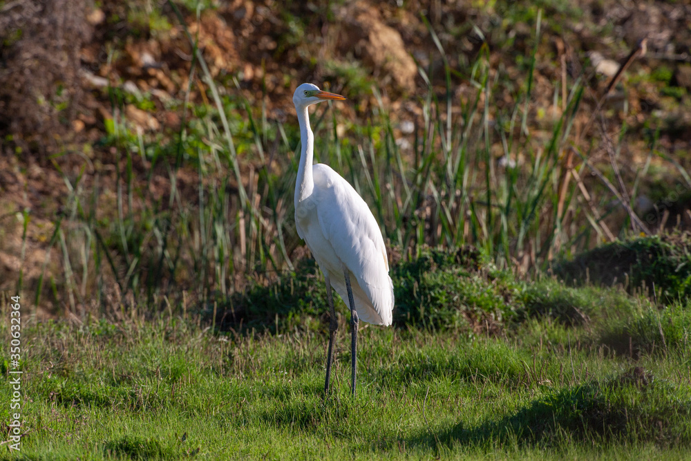 Great Egret in its natural habitat (Ardea alba) Great Egret in its natural habitat (Ardea alba)