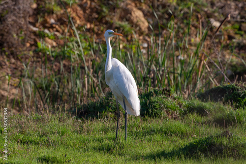 Great Egret in its natural habitat  Ardea alba 