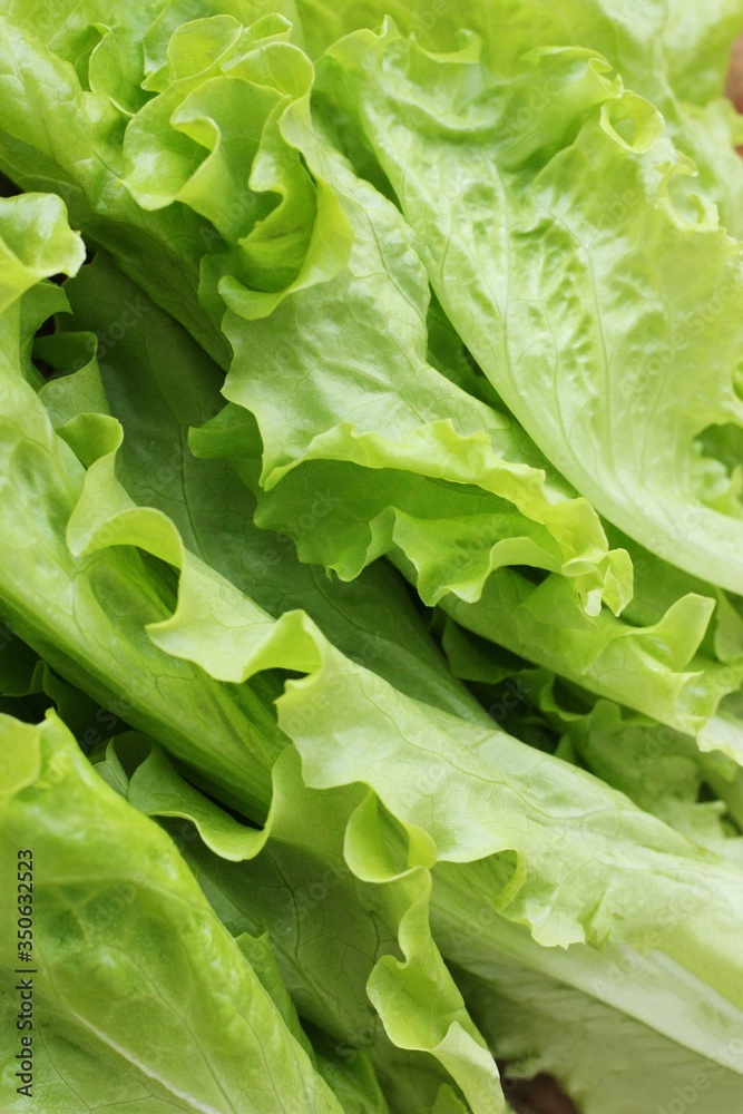 Fresh green lettuce leaves close up view Fresh green lettuce leaves close up view