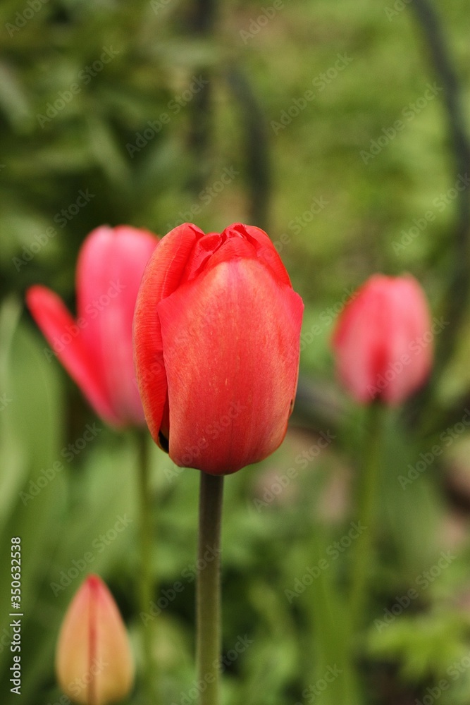 Beautiful pink Tulips in the summer garden