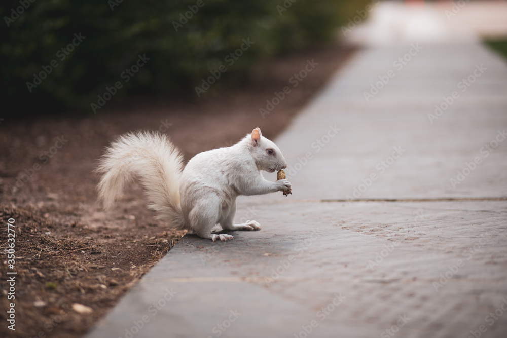 An albino squirrel is a rare sight in Washington, DC