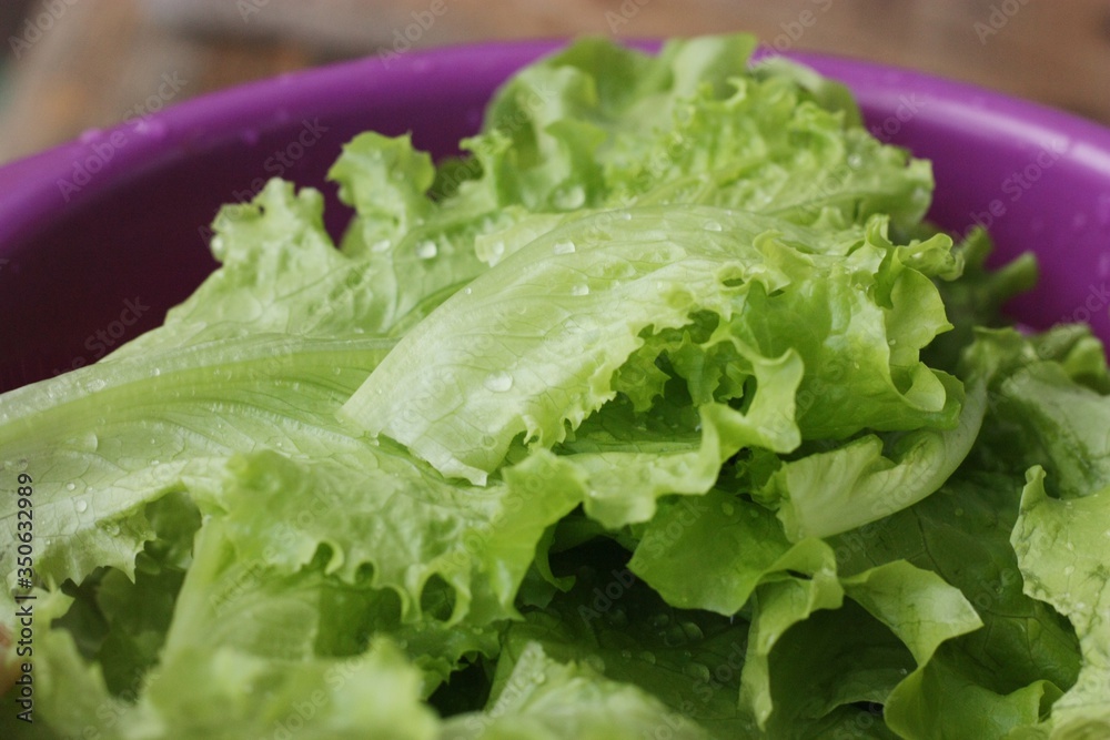 Fresh green lettuce leaves close up view Fresh green lettuce leaves close up view