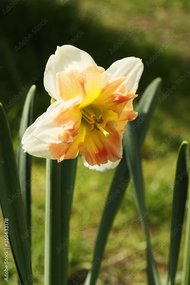 Beautiful yellow narcissus in the summer garden Beautiful yellow narcissus in the summer garden