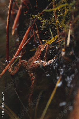 rana saliendo a tomas el aire, rana comun , foto de perfil de una rana marron clarito ,