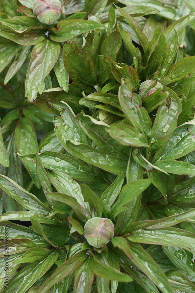 Fototapeta premium Beautiful peony buds with dew close up