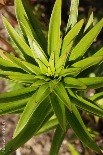 Beautiful green plant in the garden view