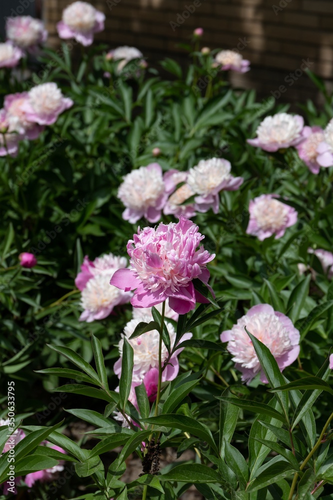 Huge pink terry peony flower with feather petals on a sunny day