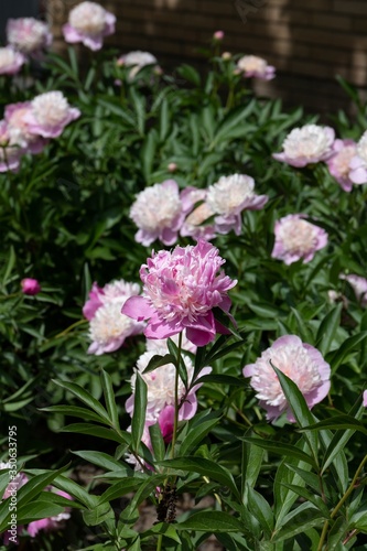 Huge pink terry peony flower with feather petals on a sunny day