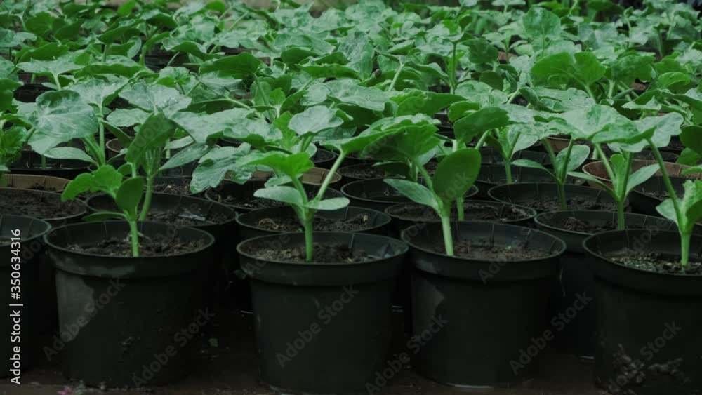 Group of watermelons
seedlings in pots