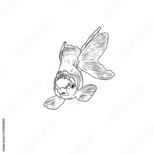 Goldfish