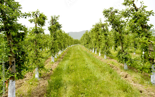 apple trees protected with bordeaux mix  orchard